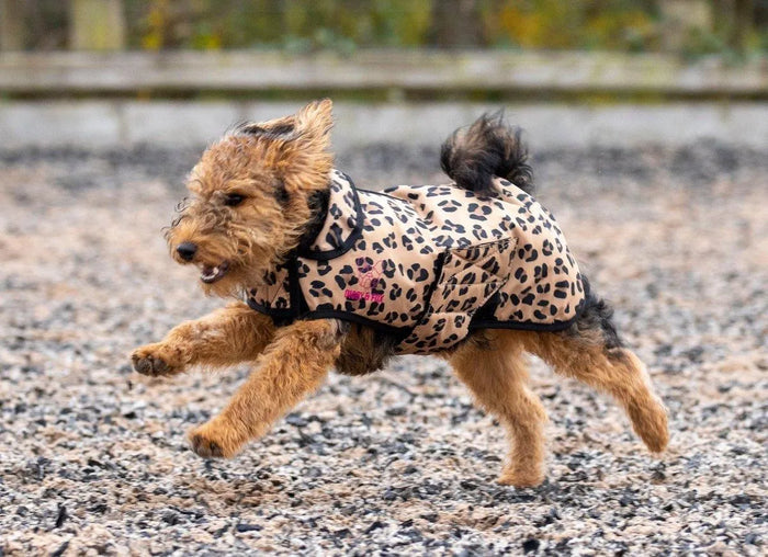 Digby & Fox Leopard Print Dog Coat - Leopard Print - L