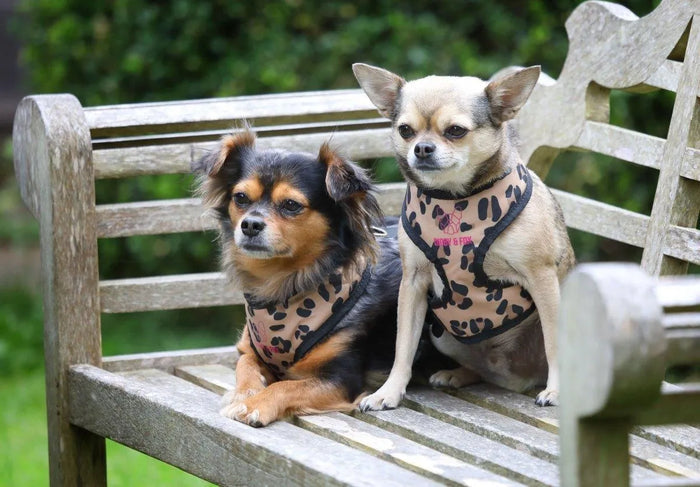 Digby & Fox Leopard Print Harness - Leopard - L