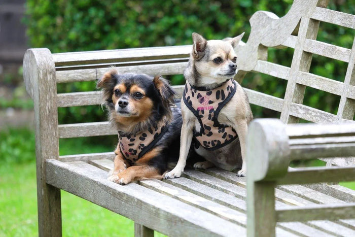 Digby & Fox Leopard Print Harness - Leopard - L