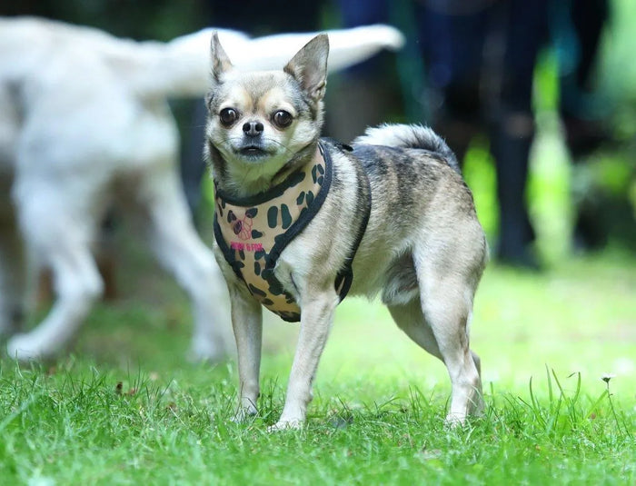 Digby & Fox Leopard Print Harness - Leopard - L