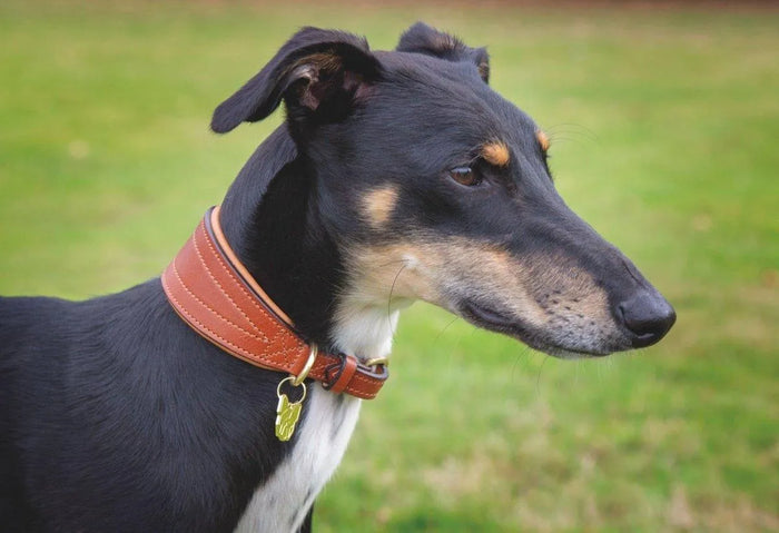 Digby & Fox Padded Greyhound Collar - Black - L