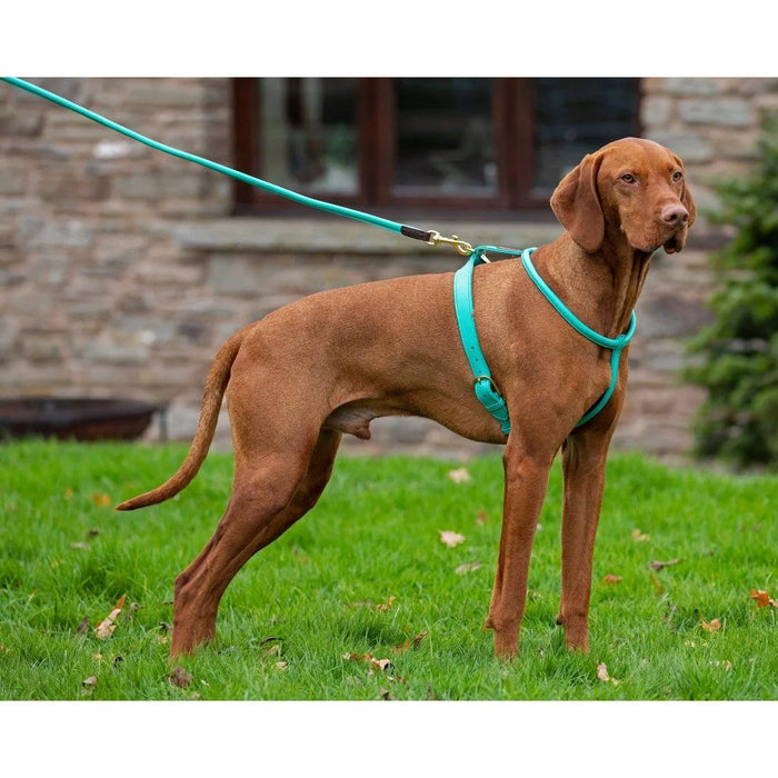 Digby & Fox Rolled Leather Dog Lead - Black -