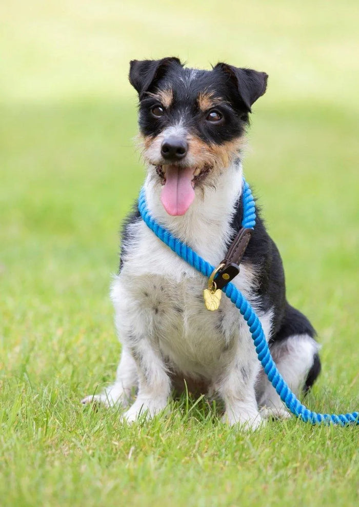 Digby & Fox Rope Slip Dog Lead - Black -