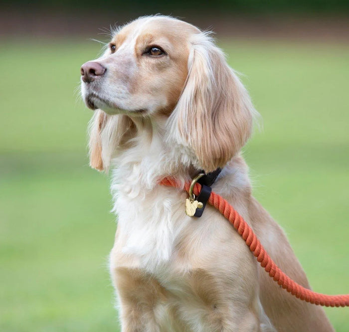Digby & Fox Rope Slip Dog Lead - Black -