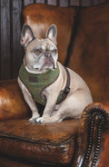 Digby & Fox Tweed Dog Harness - Red/Yellow/Blue Check - L