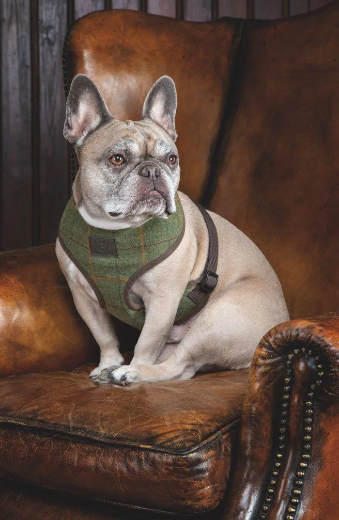 Digby & Fox Tweed Dog Harness - Red/Yellow/Blue Check - L